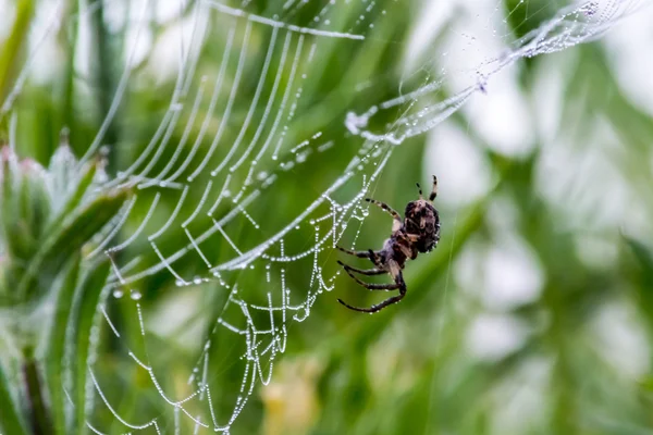 Araignée et toile d'araignée avec gouttes de rosée 01 — Photo