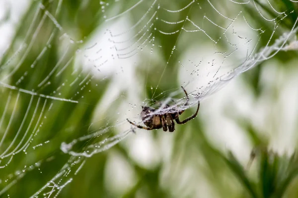 Αράχνη και αράχνη web με δροσοσταλίδες 03 — Φωτογραφία Αρχείου