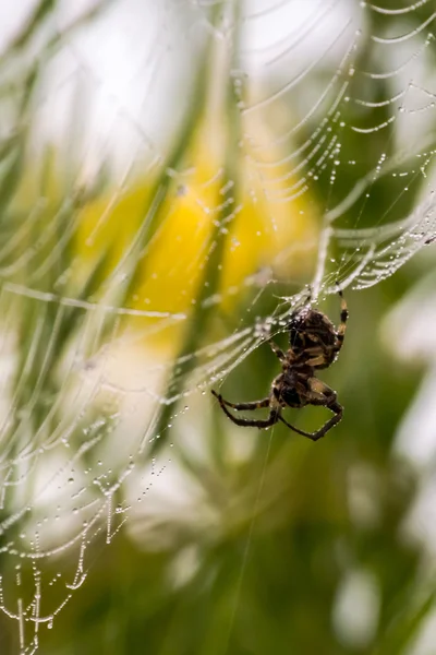 Teia de aranha e aranha com gotas de orvalho 04 — Fotografia de Stock