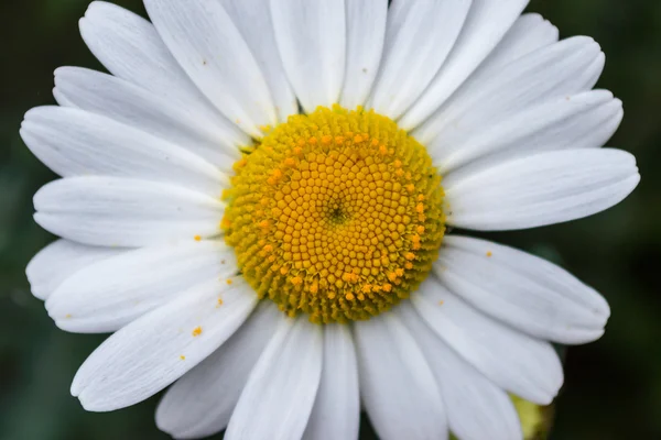 Fleur de marguerite blanche (03 ) — Photo