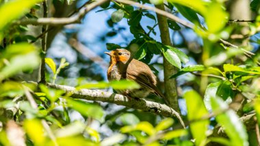 Robin bir ağacın üzerinde oturup yaptı profili