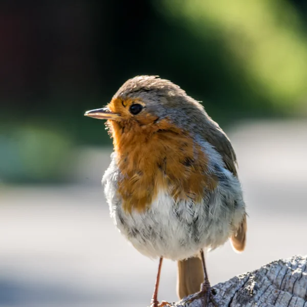 Robin doğru profili — Stok fotoğraf