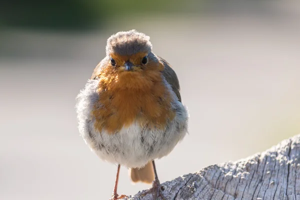 Robin front — Stock Photo, Image