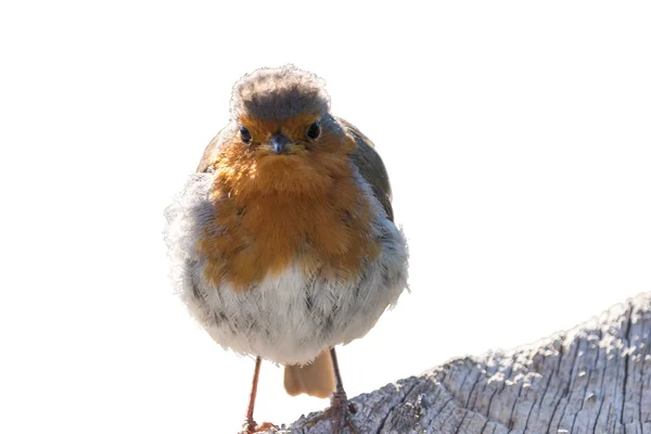 Robin μέτωπο, λευκό φόντο — Φωτογραφία Αρχείου