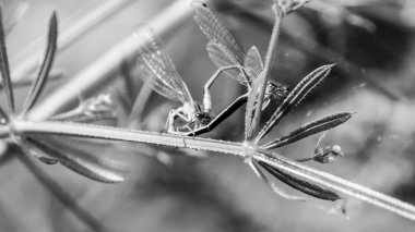 Aşık O mavi yusufçuk