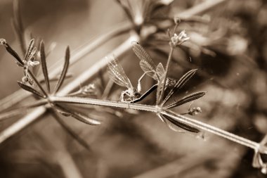 Mavi yusufçuk aşık P