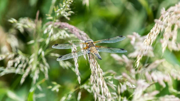 Жовтий dragonfly P — стокове фото