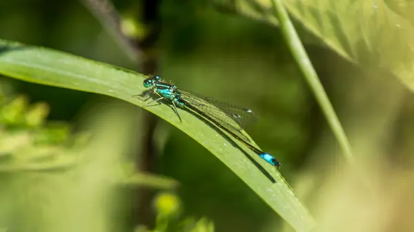 Blaue Libelle links hinten — Stockfoto