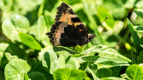 Butterfly orange and black J — Stock Photo, Image