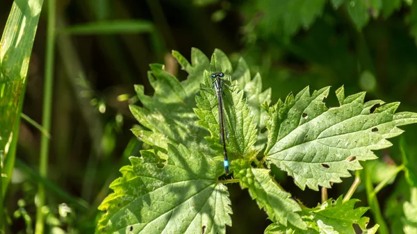 Синій dragonfly назад — стокове фото