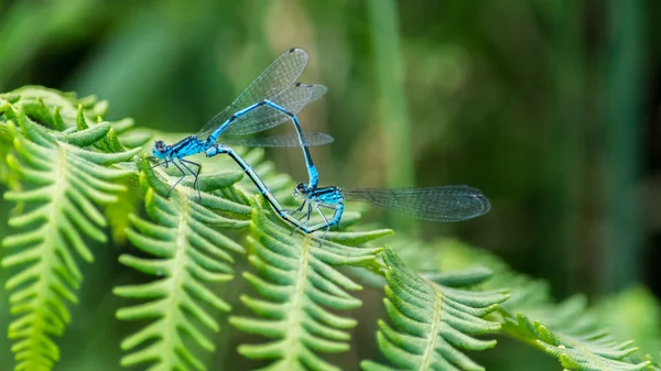 Libellule bleue en amour T — Photo