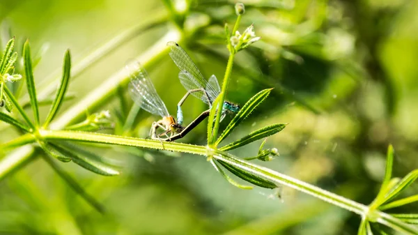 爱中的蓝蜻蜓 n — 图库照片