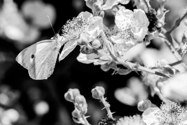 White butterfly right C — Stock Photo, Image