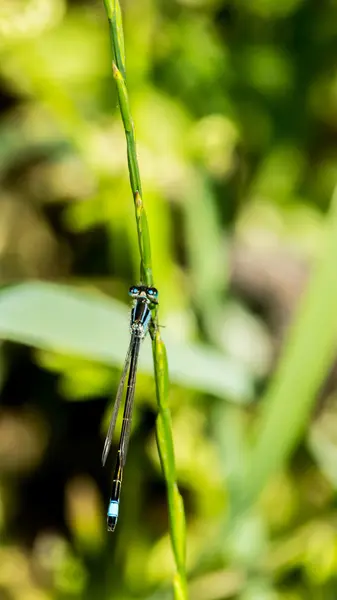 Blue dragonfly back right — Stock Photo, Image