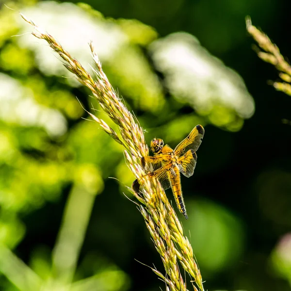 Желтая стрекоза А — стоковое фото