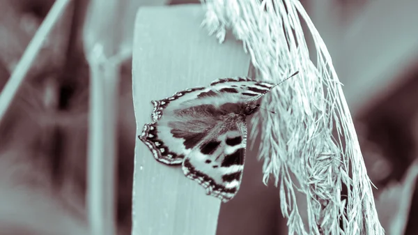 Butterfly orange and black N — Stock Photo, Image