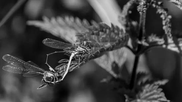 Μπλε dragonfly στην αγάπη Ε — Φωτογραφία Αρχείου