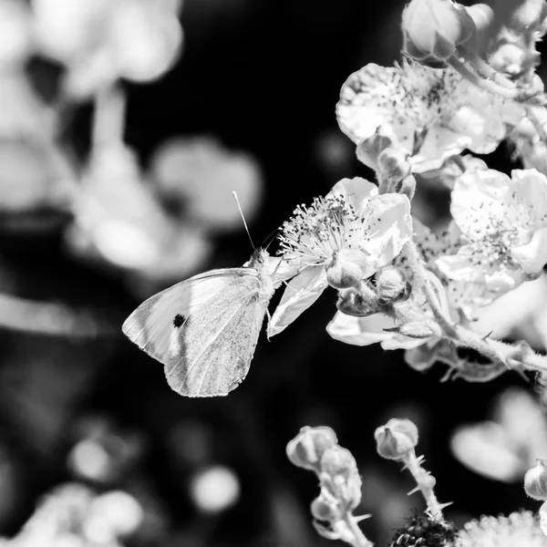 Weißer Schmetterling rechts b — Stockfoto