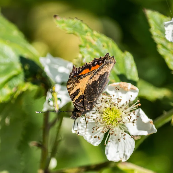 Butterfly orange and black D — Stock Photo, Image