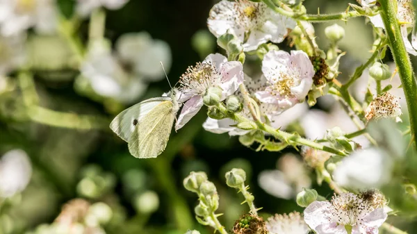 White butterfly right A — Stock Photo, Image