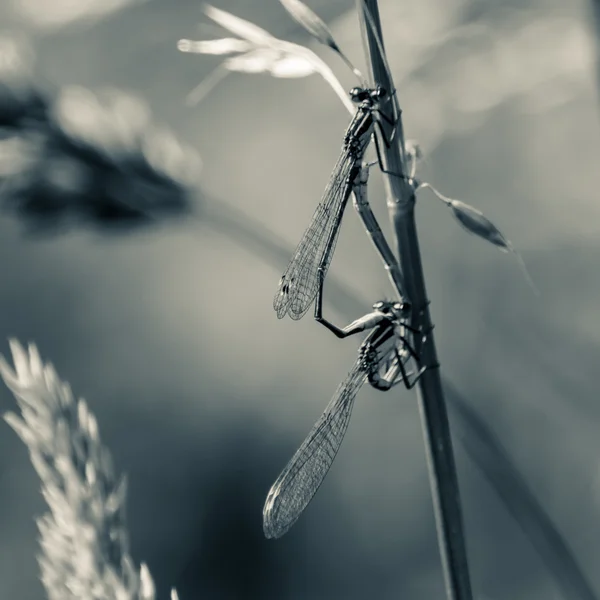 Μπλε dragonfly στην αγάπη J — Φωτογραφία Αρχείου