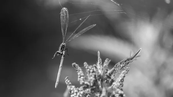 Blue dragonfly captured D — Stock Photo, Image