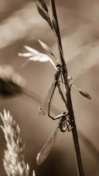 Μπλε dragonfly στην αγάπη — Φωτογραφία Αρχείου