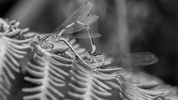 Μπλε dragonfly στην αγάπη U — Φωτογραφία Αρχείου