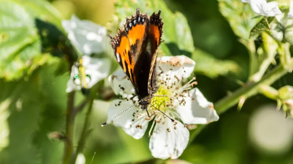 Butterfly orange and black G — Stock Photo, Image