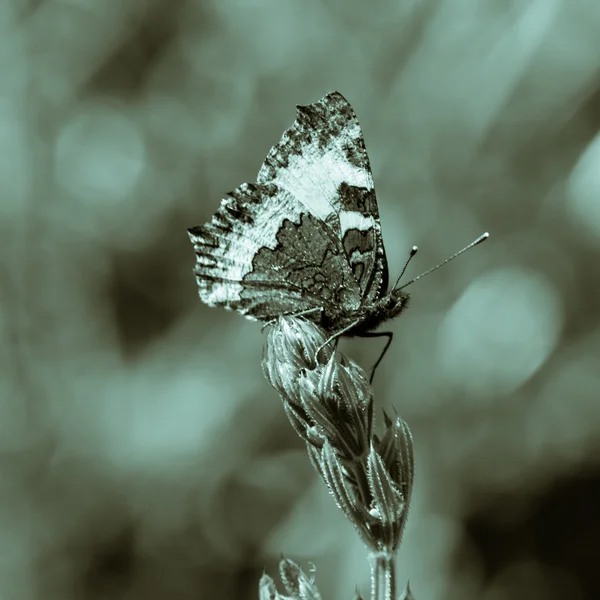 Butterfly orange and black L — Stock Photo, Image