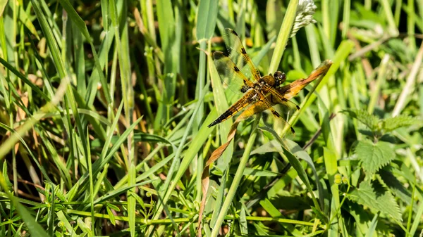 Yellow dragonfly C — Stock Photo, Image