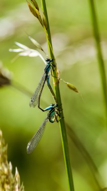 Mavi yusufçuk aşık K