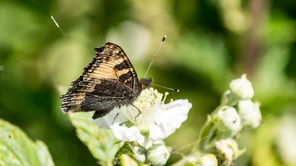 Butterfly orange and black H — Stock Photo, Image