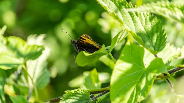 Butterfly orange and black I — Stock Photo, Image