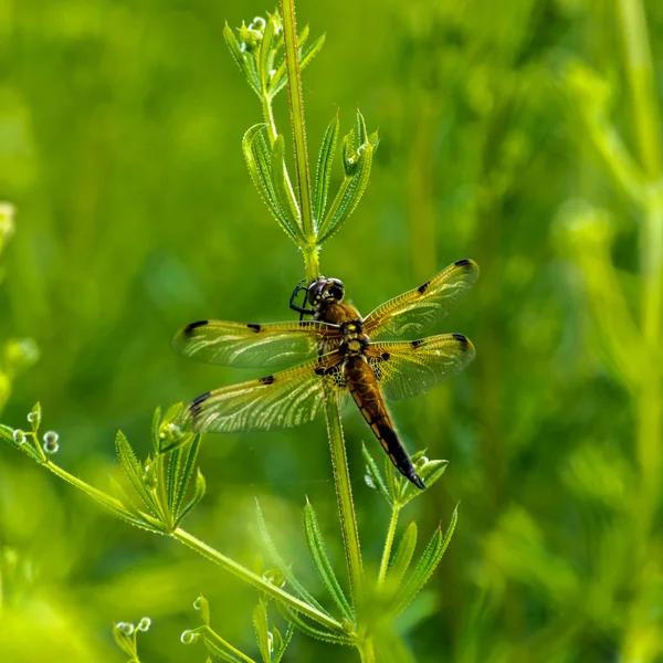 Libellule jaune V — Photo