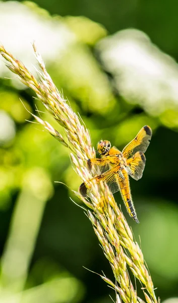 Жовтий dragonfly W — стокове фото