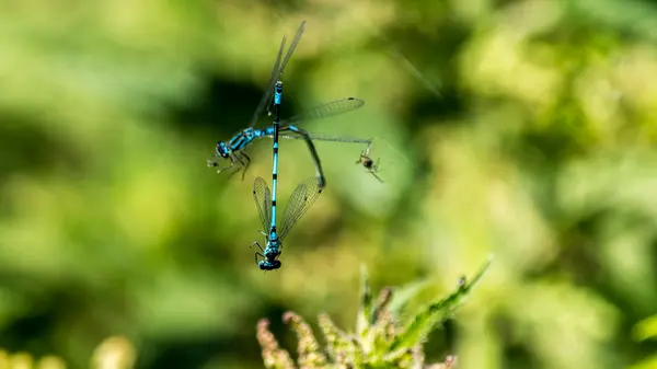 Μπλε dragonfly κατέλαβε μια — Φωτογραφία Αρχείου