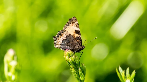 Butterfly orange and black M — Stock Photo, Image