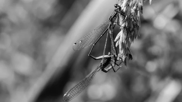 Blue dragonfly in love T — Stock Photo, Image