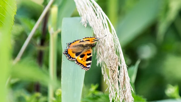 Butterfly orange and black O — Stock Photo, Image