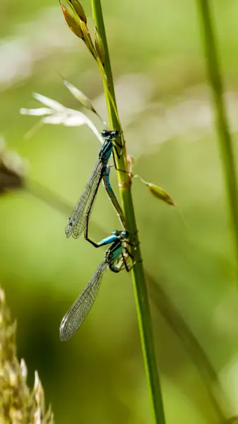 Blue dragonfly in love K — Stock Photo, Image
