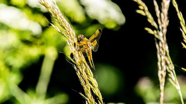 Libellule jaune Y — Photo