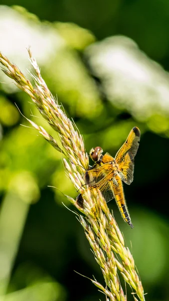 Libellule jaune B — Photo