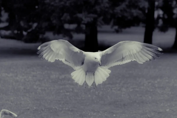 Seabird lądowania — Zdjęcie stockowe