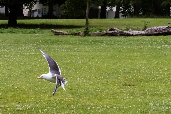 Zeevogel landing B — Stockfoto