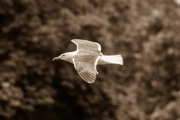 Aves marinas que vuelan sepia B —  Fotos de Stock