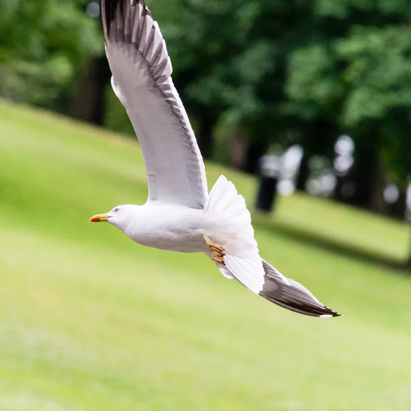 Sjöfåglar flying A — Stockfoto