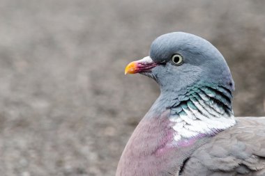 Güvercin B - headshot A