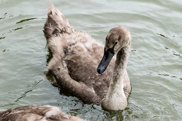 Cygnet A — Stockfoto