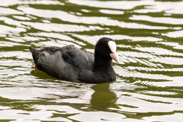 Blässhuhn d — Stockfoto